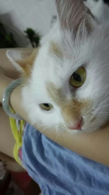 结婚生娃养猫好吗? - 打折情报站 - 广州妈妈论