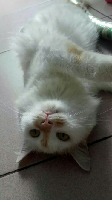 结婚生娃养猫好吗? - 打折情报站 - 广州妈妈论